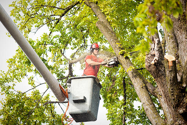 Best Tree Maintenance Programs  in South Connellsville, PA